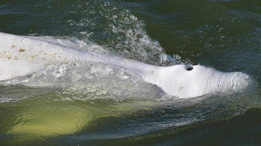 Cientistas observadores dizem que a baleia parece estar desnutrida - Getty images