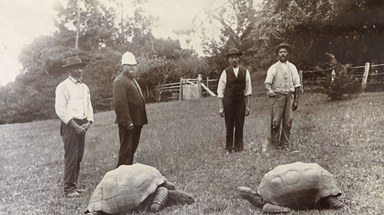 Tartaruga Jonathan (à esquerda), entre 1882 e 1886, em Santa Helena Tartaruga Jonathan (à esquerda), entre 1882 e 1886, em Santa Helena