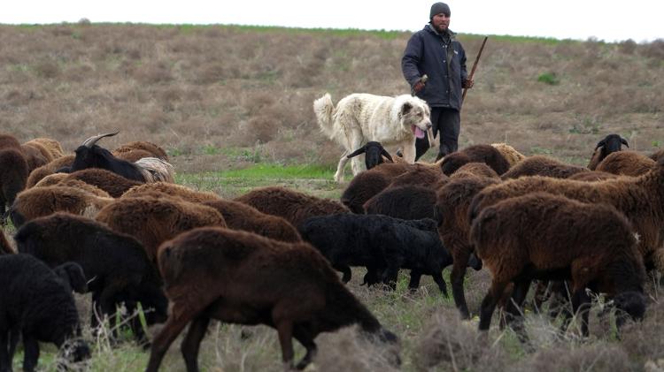 Pastor Bakhtior Sharipov cuida de suas ovelhas no oeste do Tajiquistão