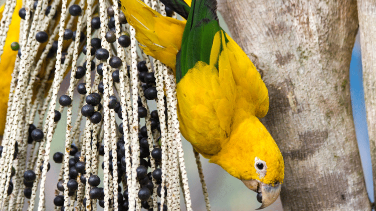 Uma ararajuba pendurada em um pé de açaí, cujo fruto é um dos mais consumidos pela espécie