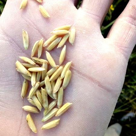 Arroz orgânico do MST com a casca - (Foto: MST/Divulgação)  - (Foto: MST/Divulgação) 