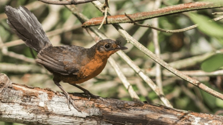 Desde um grande incêndio florestal em 2015, apenas um entufado-baiano foi visto na natureza - ALEXANDER ZAIDAN - ALEXANDER ZAIDAN