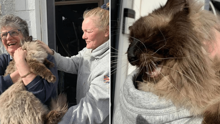 O gato Teddy foi encontrado sob os escombros da casa que desabou após explosão de gás - Reprodução/ Twitter/ New York Post