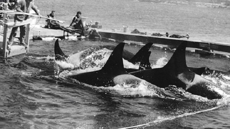 Histórias do Mar - baleia Lolita - Foto 6 Reproducao - Reprodução - Reprodução