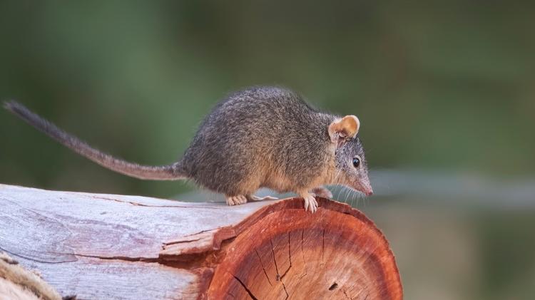 Antechinus