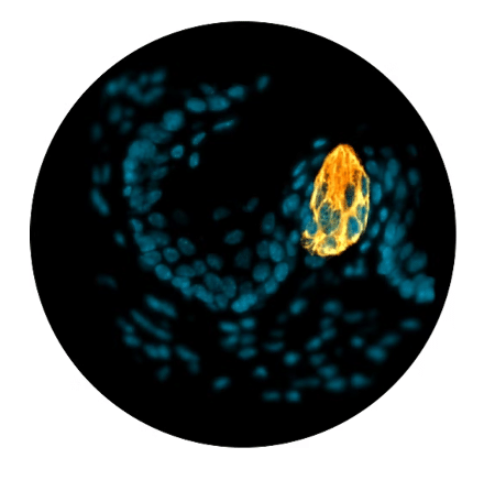 Foto microscópica de um botão gustativo no esôfago de ratos. Em azul estão os núcleos celulares, em amarelo-laranja uma proteína encontrada especificamente nas células que compõem as papilas gustativas
