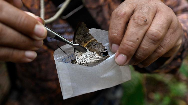 Homem coleta uma borboleta na floresta no Equador