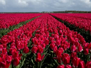 Mudança climática e Brexit ameaçam tulipas holandesas