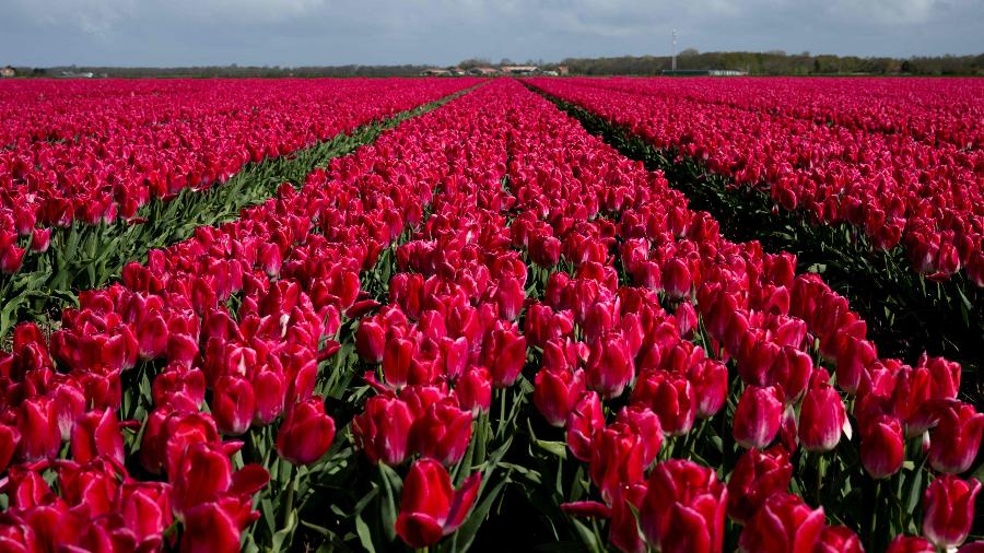 Na Holanda, à medida que o mundo aquece, invernos ficam mais úmidos, e primavera e verão, mais quentes, uma combinação fatal para as tulipas