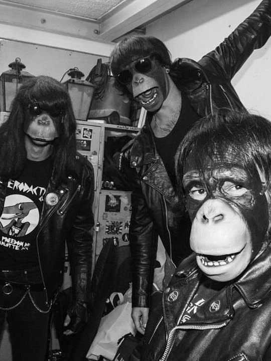 Quatro macacos tocam os sucessos do Ramones (e você vai querer ver