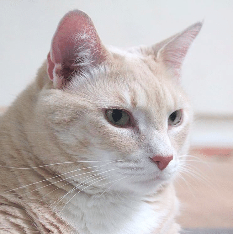 O gato Bronson - Reprodução/Instagram/iambronsoncat