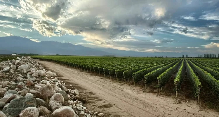 Vinícola Zuccardi é eleita a melhor do mundo em 2021 (7) - Divulgação - Divulgação