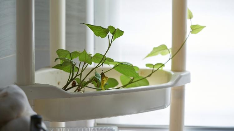 Folha de batata-doce refogada  - iStock - iStock