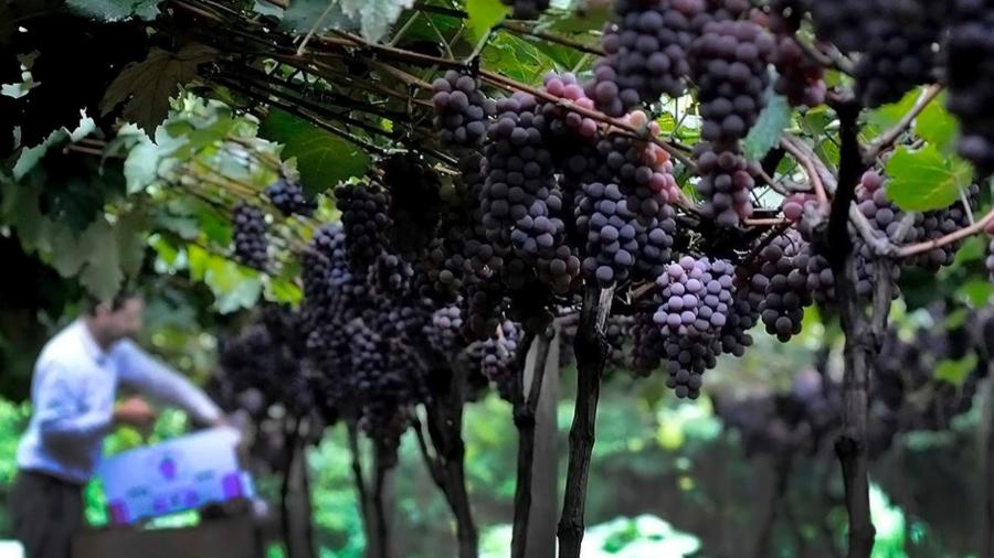 Uvas de Jundiaí: cidade quer deixar os tempos de vinho de garrafão - Divulgação