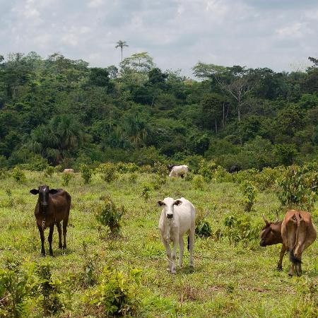 Agropecuária não precisará de licenciamento para atividades extensivas, semi-intensiva e intensiva de pequeno porte