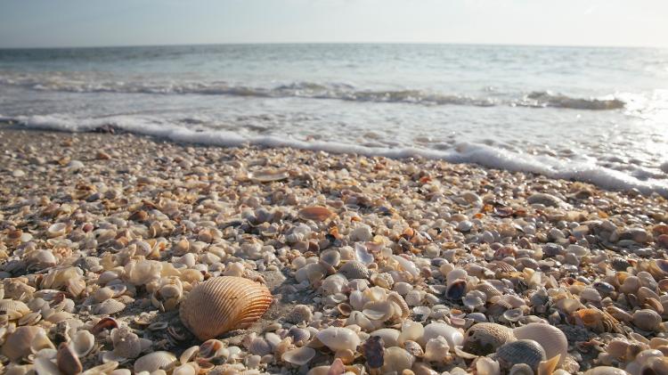 Sanibel também é o paraíso das conchas, com museu dedicado a elas Sanibel também é o paraíso das conchas, com museu dedicado a elas