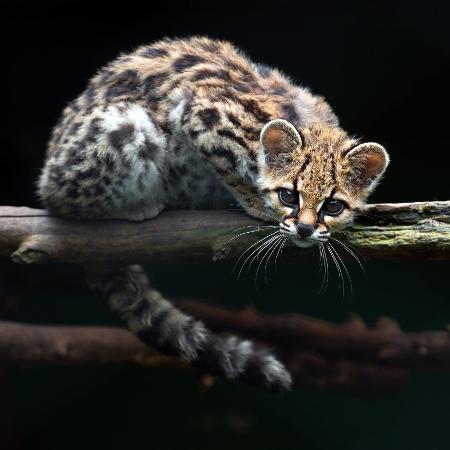 Indivíduo de gato-maracajá tratado pelo Cetas e destinado a uma instituição legalizada. A espécie é uma das próximas para reintrodução na Ilha de Santa Catarina Indivíduo de gato-maracajá tratado pelo Cetas e destinado a uma instituição legalizada. A espécie é uma das próximas para reintrodução na Ilha de Santa Catarina