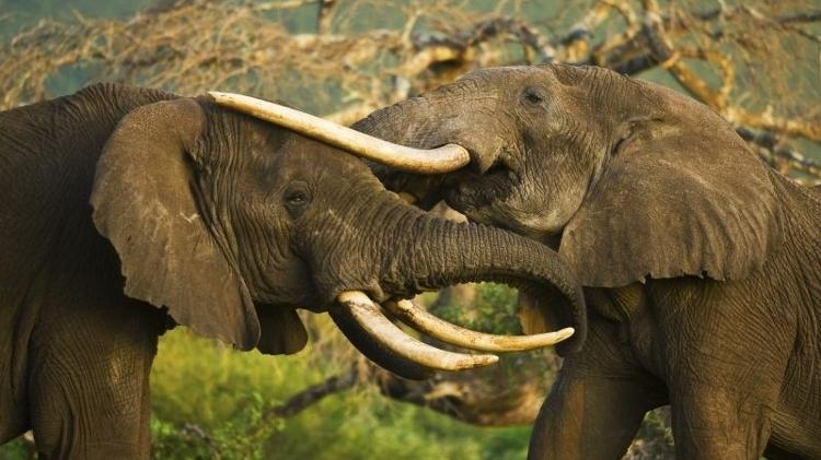 Elefantes no Amboseli National Park - Divulgação/ GreatPlainsConservation - Divulgação/ GreatPlainsConservation