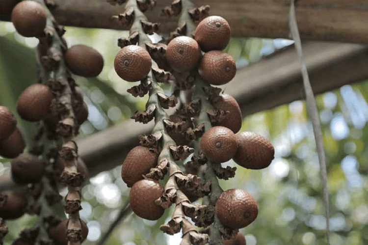 Frutos de buriti, espécie nativa do Cerrado coletada pelos Kalungas - Elder Miranda Jr./AQK - Elder Miranda Jr./AQK