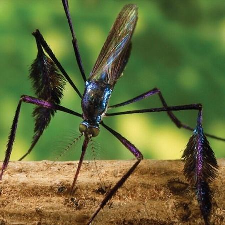 mosquito-1636461388793_v2_450x450.jpg?profile=RESIZE_710x