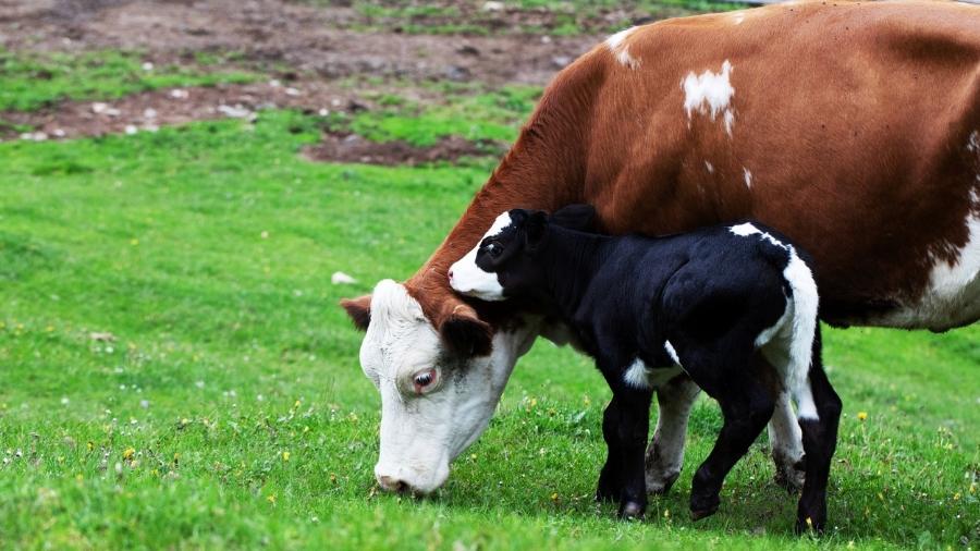 Em uma parábola, Saramago conta sobre uma vaca que se perdeu numa montanha com seu filhote - iStock