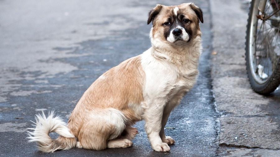 Cachorro nas ruas da Cidade Velha de Xangai - bushton3/Getty Images/iStockphoto