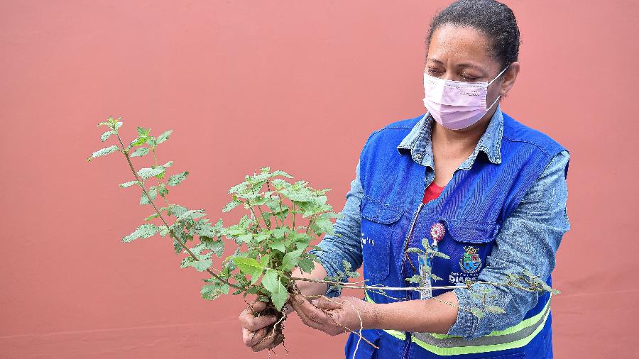 Diadema implanta hortas terapêuticas em postos de saúde da cidade - Adriana Horvath/PMD