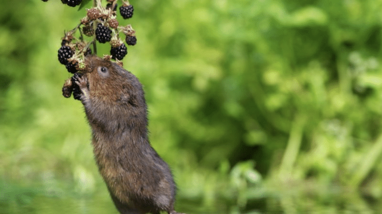 Ao conferir quais plantas os animais de determinada região comiam, nossos antepassados tinham mais segurança para consumi-los - Getty Images - Getty Images