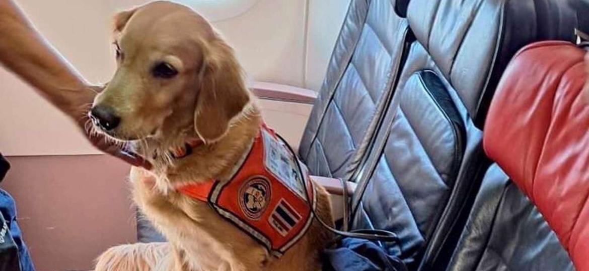 Os cães-farejadores que participaram do resgate às vítimas do terremoto na Turquia agora viajam em grande estilo - Divulgação/Turkish Airlines
