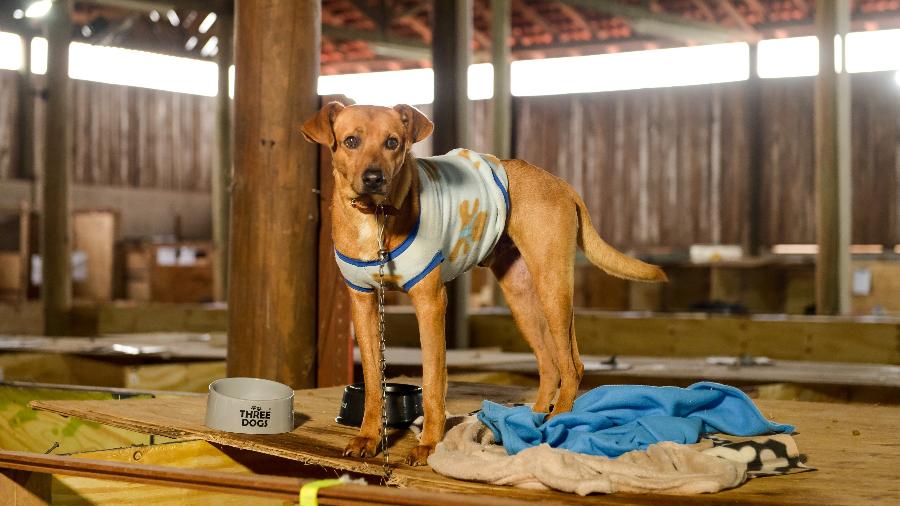 Cachorro disponível para adoção no Rio Grande do Sul