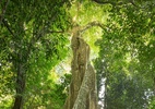 Livro mostra entranhas da mata atlântica para nos lembrar de preservá-la - Cássio Vasconcelos