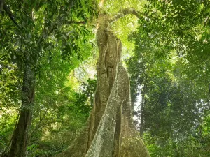 Livro mostra entranhas da mata atlântica para nos lembrar de preservá-la