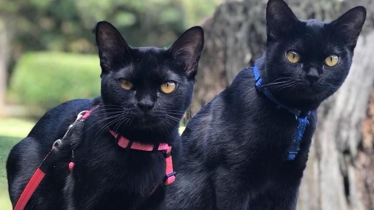 Os gatos da raça Bombay foram importados dos Estados Unidos para "atuarem" na próxima novela da Globo "O Sétimo Guardião" - Patricia Rober/Divulgação - Patricia Rober/Divulgação