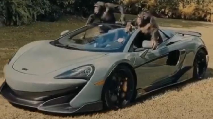 Monkeys have fun behind the wheel of a McLaren 600LT - Reproduction / Instagram @chimpbrothers - Reproduction / Instagram @chimpbrothers