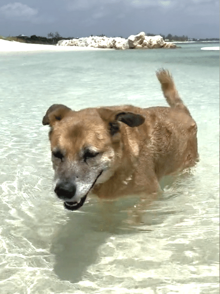 Airbnb nas Ilhas Turcas e Caicos tem como anfitrião um cão cego e surdo - Reprodução/TikTok