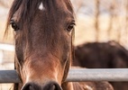 Mulher é condenada por morte de cavalos após soltar fogos na virada do ano - Pexels