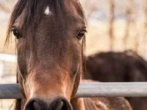 Mulher é condenada por morte de cavalos após soltar fogos na virada do ano