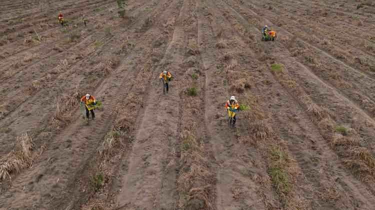 Imagem aérea mostra trabalhadores da Mombak plantando árvores para reflorestar uma antiga fazenda de gado