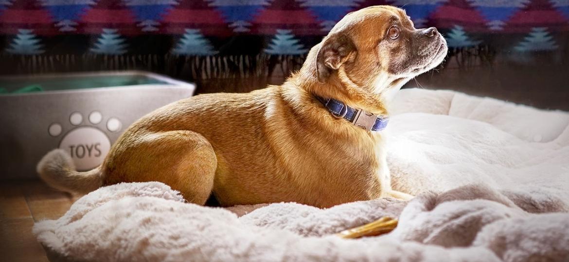 O simpático cachorrinho Bruno, da série "It"s Bruno", da Netflix - Divulgação