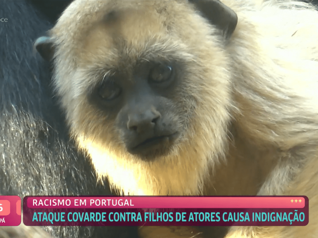 Documentário sobre macaco Tião sairá no segundo semestre - Jornal