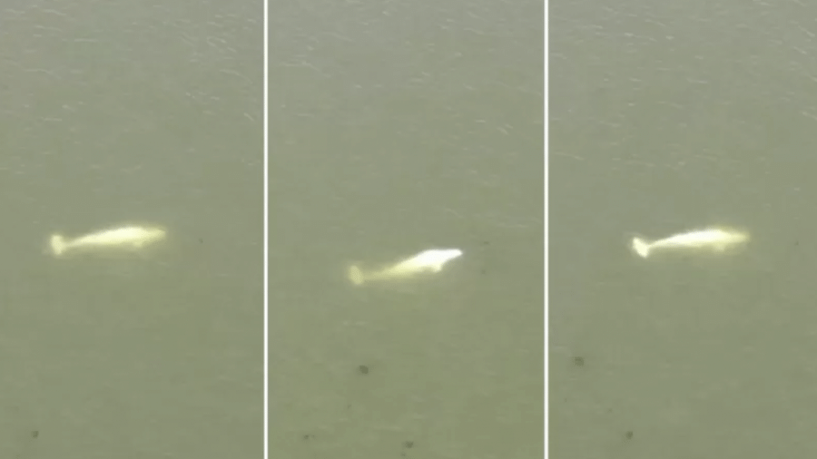 Imagens mostram a baleia à deriva no rio Sena - Reuters