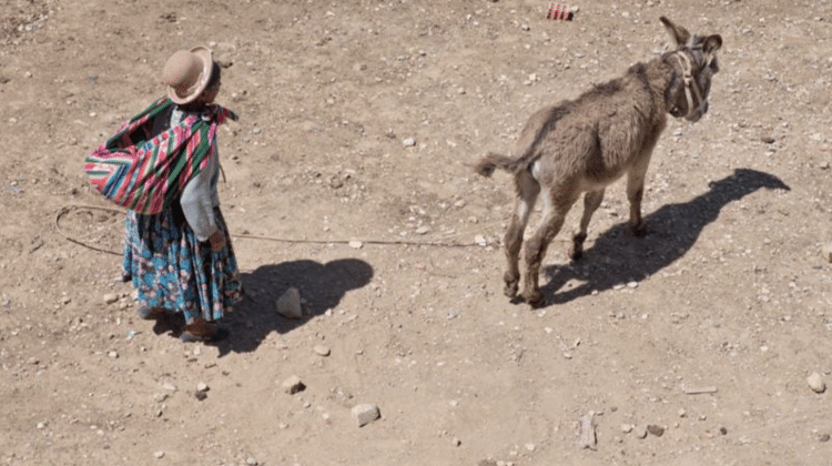 'O jumento é um animal importante na vida diária de milhões de pessoas em todo o mundo', afirma Todd - Getty Images - Getty Images