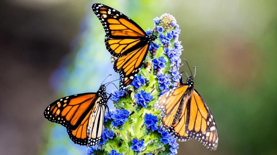 As borboletas-monarca migram para o sul em toda a Califórnia no inverno - iStock
