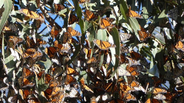 Borboletas monarcas migratórias descansam num eucalipto do bosque Monarch Butterfly Grove, em Pismo Beach, costa central da Califórnia - Fernanda Ezabella/ysoke - Fernanda Ezabella/UOL