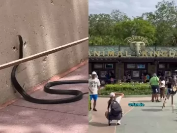 Influencer brasileiro se depara com cobra em parque da Disney, nos EUA