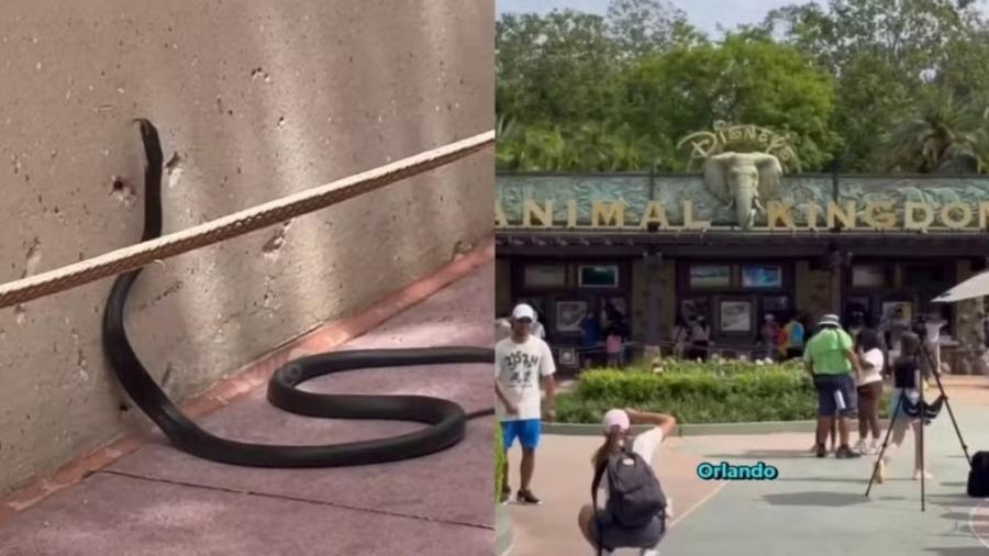 Influencer encontra cobra em parque da Disney
