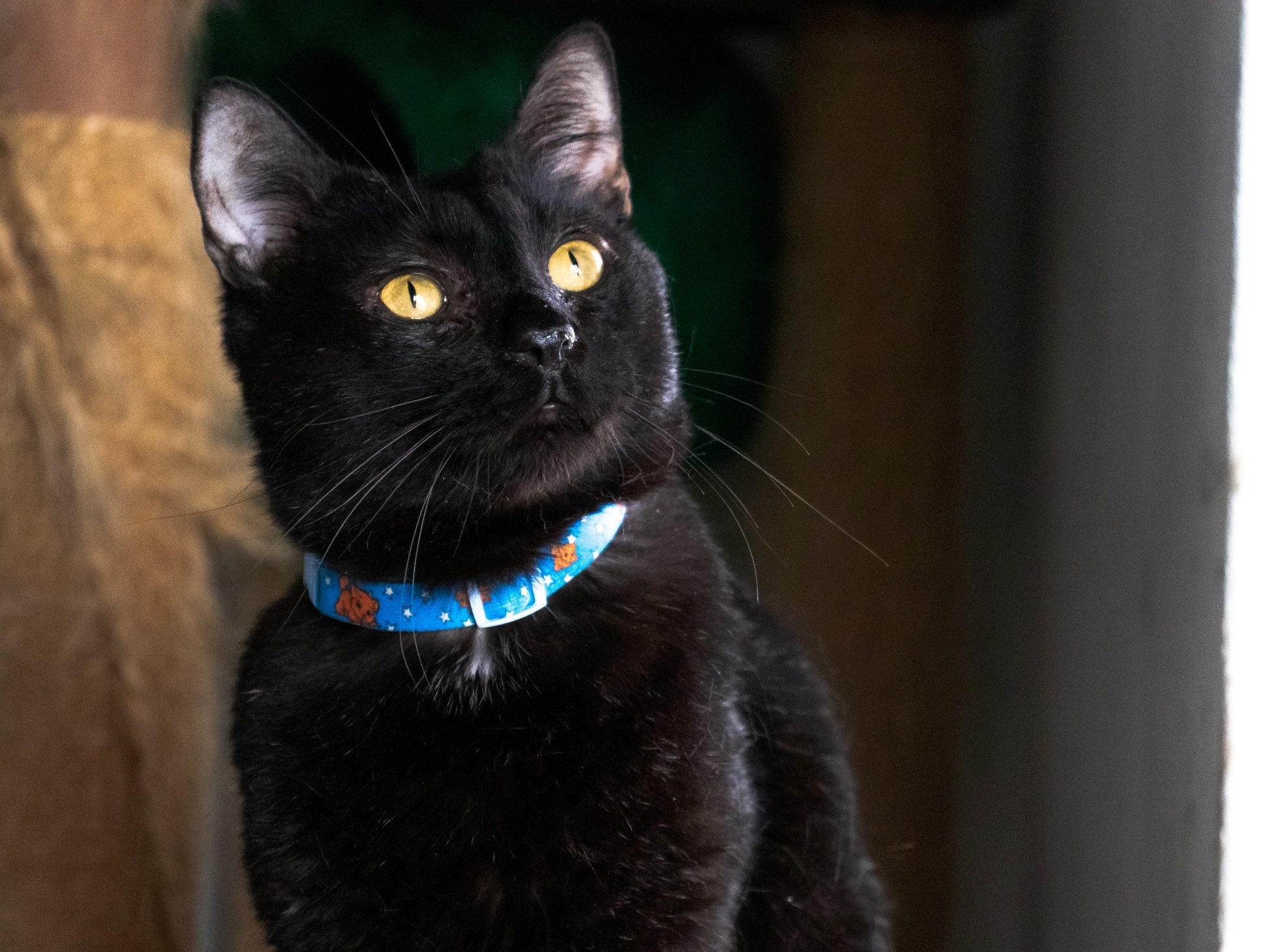 Campanha de ONG desmistifica a ideia de que gato preto dá azar