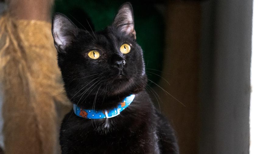 Justin Alexander (foto) é um dos gatos pretos disponíveis para adoção na Catland.  - Divulgação/Catland