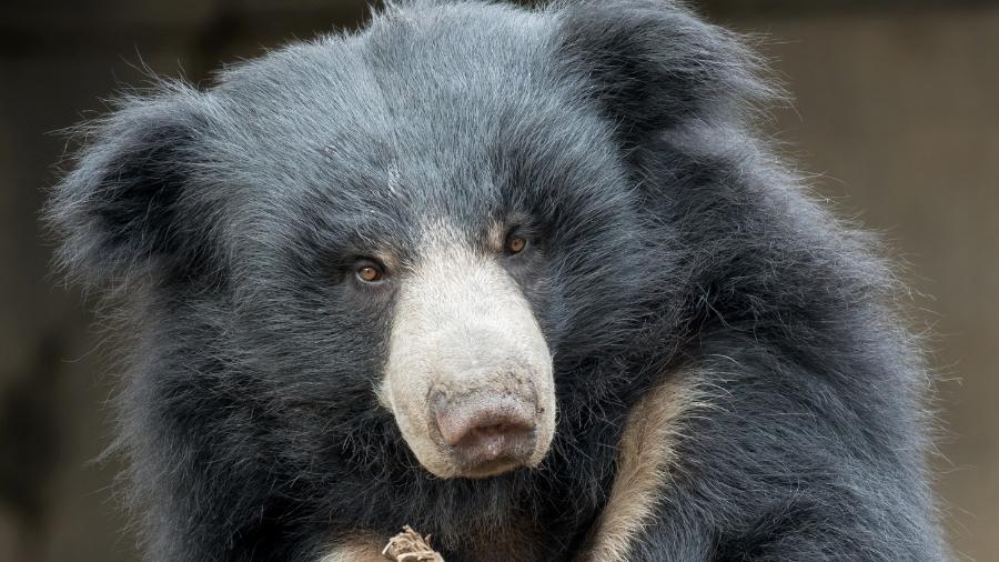 Urso-preguiça - gnagel/Getty Images/iStockphoto