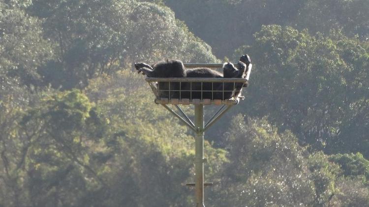 Chimpanzé Cecília no santuário em Sorocaba  - Reprodução/ instagram @projetogapbrasil - Reprodução/ instagram @projetogapbrasil